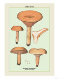 Buy Edible Fungi: Delicious Lactarius at AllPosters.com