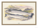 Buy Sewen at AllPosters.com