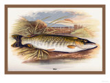 Buy Pike at AllPosters.com