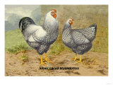 Silver Laced Wyandottes