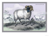 Black Faced Ram