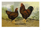 Golden Wyandottes