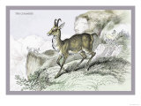 The Chamois