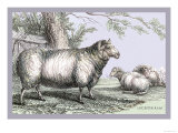 Leicester Ram