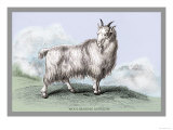 The Wool-Bearing Antelope