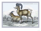 Rocky Mountain Sheep