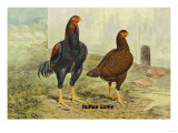 Indian Game