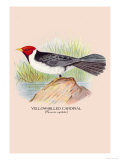Yellow-Billed Cardinal