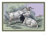 Cashmere Goats