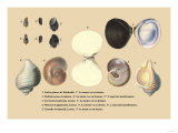 Natica Glauca, de Humboldt
