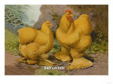 Buff Cochins