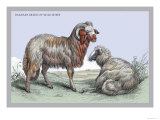 Barbary Breed of Wild Sheep