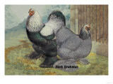 Dark Brahmas