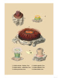 Actinia Sanetae