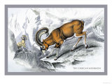 The Corsican Musmon