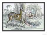 Harnessed Antelope