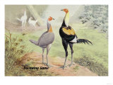 Duckwing Game