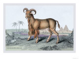 The Bearded Argali