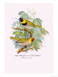 Cuba Finch