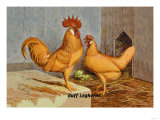 Buff Leghorns