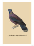 Colombe Araucanienne