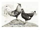 Silver Spangled Hamburghs