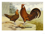 Gold Pencilled Hamburghs