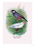 Java Sparrow