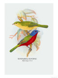 Nonpareil Bunting