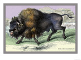 The American Bison