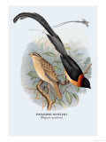 Paradise Whydah