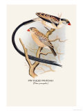 Pin-Tailed Whydah
