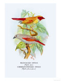 Red-Faced Finch, Crimson-Winged Finch