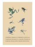 Grenouille Papoue