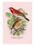 Scarlet Rose-Finch
