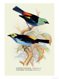 Superb Tanager, Paradise Tanager