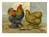 Partridge Cochins