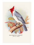 Red-Crested Cardinal