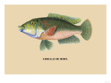 Girelle de Bory