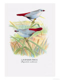 Lavender Finch