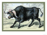 The African Buffalo