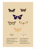 Agarista a Emorrhoidalis, Guer