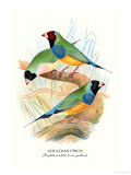 Gouldian Finch