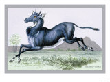 The Nyl-Ghau