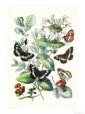 Butterflies: N. Lucilla, L. Sibylla