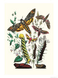 Moths: C. Colerio, C. Elpenor, C. Porcellus
