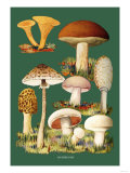 Mushrooms