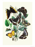 Butterflies: L. Populi, A. Iris