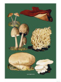 Buy Mushrooms at AllPosters.com