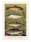 Freshwater Fish